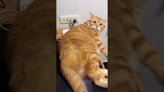 Pantat Gemoy Kucing Oren