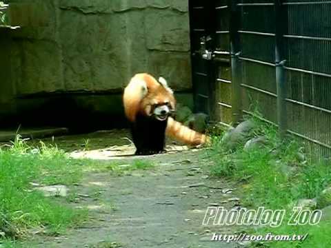Red Panda 2005 健健14歳@八木山Zoo