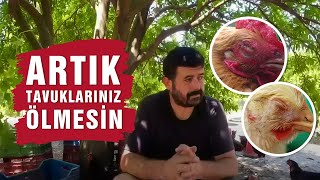 Tavuklarda Göz Şişmesi, Hırıltı Crd Tedavisi Ve Korunma Yöntemleri