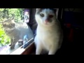 The most lovely cats, những chú mèo đáng yêu nhất