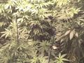 Medical Cannabis MediGrow - I'm Back!