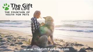 The Gift For Life Web