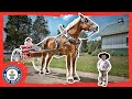 World's Tallest Horse - Meet The Record Breakers - Guinness W...