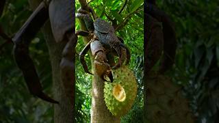 The Coconut Crab Is Eating Soursop Fruit