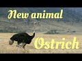 Wild animals online new animal💖🐦Ostrich🐦💖