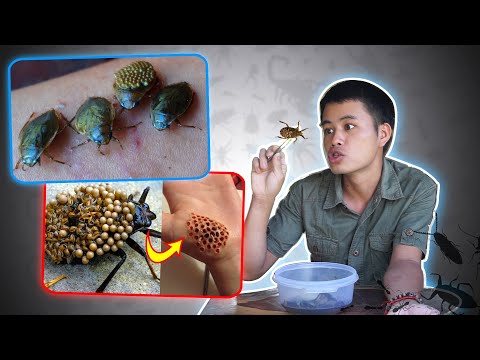 Dị Hợm BỌ NƯỚC Với Nhát Cắn Có Di Chứng Kinh Dị. Sự Thật ?【Hie】