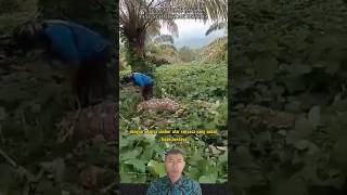 Penemuan Ular Raksasa Yang Sudah Tidak Berdaya Di Perkebunan Sawit