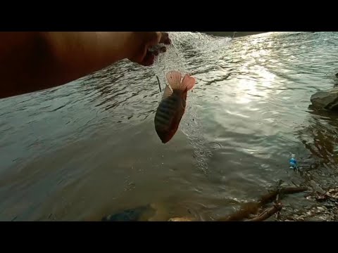 SEMUA JENIS IKAN BISA LENGKET MENGGUNAKAN TEKNIK PANCING JARING/SPRING BOMB NET