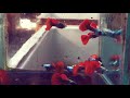 So Beautiful Platinum Red Tail Big Ear Guppies