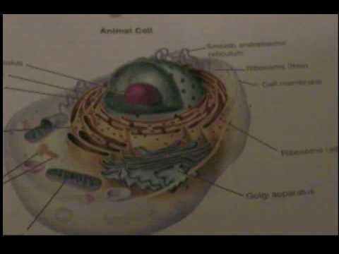 animal cell project pictures. Cell project Cell structure.