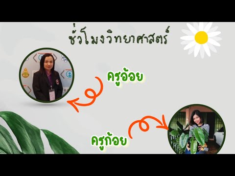 โครงสร้างและหน้าที่ของใบ ป.4