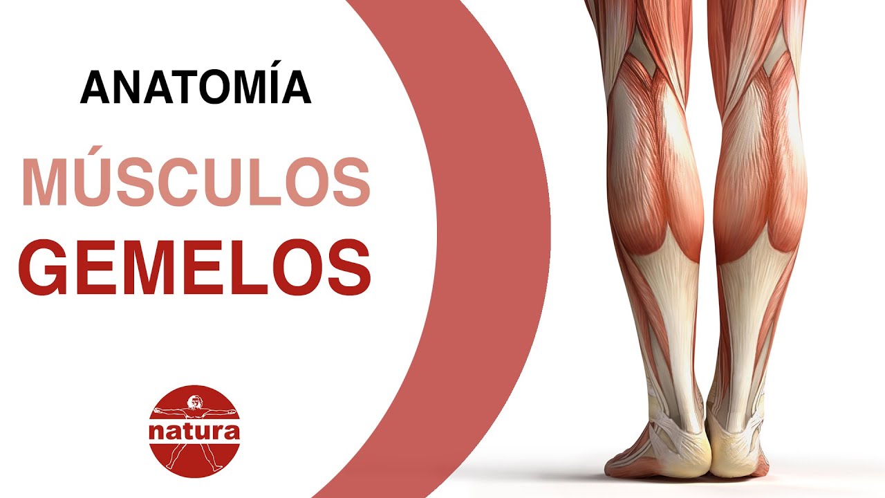 MUSCULOS GEMELOS musculos gemelos: