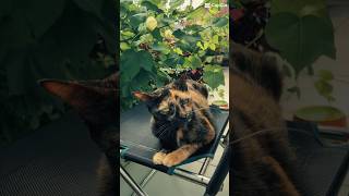 Coco Và Em Gái Pé Mi Meomeo
