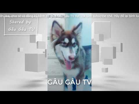 Hài hước và đáng yêu về chó Husky & Alaska # 31| Funny and Cute Alaska & Husky Video #31-Gâu Gâu TV