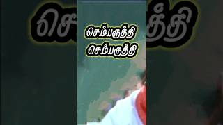 Sembaruthi Sembaruthi Vasantha Kaala Paravaigal