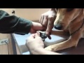 Capturado hombre que arrastraba a un perro amarrado a una motocicleta Capturado hombre que arrastraba a un perro amarrado a una motocicleta