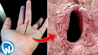 Things You Can Only See Under Microscope