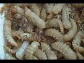 Mealworm pupa turning into beetle (really cool!)