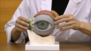 視覚器（眼球），5倍大・8分解ジャイアントモデル，眼窩床・眼瞼・涙器付：動画