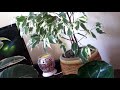 Ficus Plants/Care and Propagation