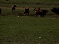 Rhinos save Buffalo from Hyena attack! Rare footage