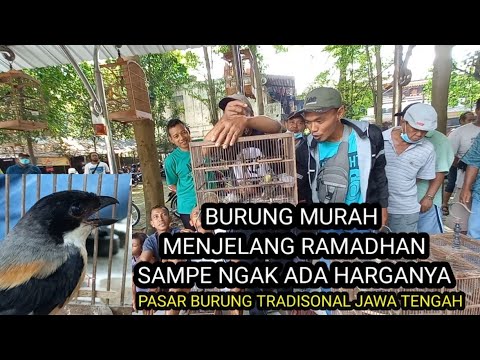 BURUNG MURAH SEPERTI NGAK ADA HARGANYA MENJELANG  RAMADHAN  MULAI 5 RIBU"MENDING DI RILIS..