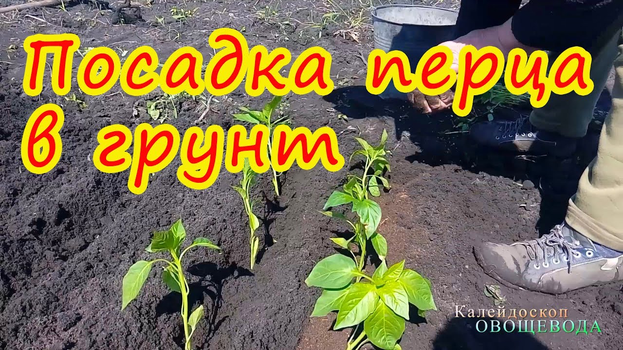 Перец сажать в почву какую 69
