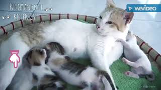 funny cat videos 2018
