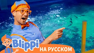 Блиппи идет в океанариум | Блиппи на Русском | Изучай этот Мир вместе с Блиппи | Blippi