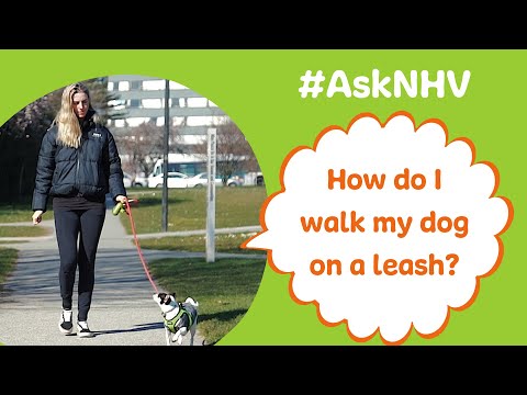#AskNHV​: How Do I Walk My Dog On A Leash