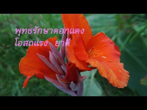 พุทธรักษาดอกแดง โอสถแรง ยาดี
