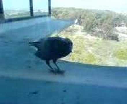 the UCSD Geisel library. Ucsd Library Geisel. the UCSD Geisel library.