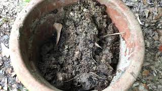 Plant babies part 3 of 3 (The most exciting video of the bunch)