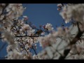 君咲く春　（ウクレレインストゥルメンタル）