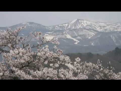 上山城（１）　残雪の蔵王連峰と桜