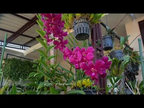 Any type of orchid can flower without shade.
