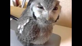 Eule Owl - Ey, Ey, Eey