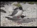 Swallow-tailed Gulls Video
