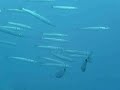 Barracudas