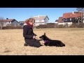 shy rescue dog Isa learning "touch"