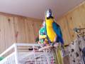 JACK THE NONSTOP TALKING MACAW 2009