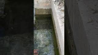 Yuvasında Su Yılanı Bulduk