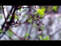 instrumental