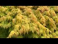 Acer palmatum 'Orange Dream' Japanese Maple Tree#japanesegardens #trees#landscaping #plants#garden