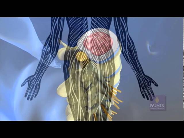 Chiropractic Videos
