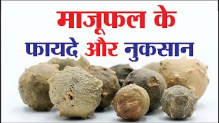 Benefits And Disadvantages Of Majuphal Majuphal Benefits Majufal K Fayde
