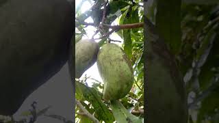 Honey Mango Garden Mangga Madu