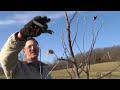 Pruning Fruit Trees: Main Leader