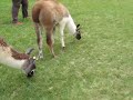 Llamas en Perú y Bolivia