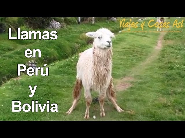 Llamas en Perú y Bolivia